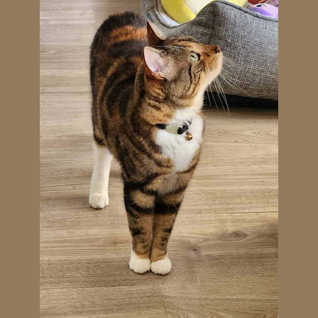 Photo of Juno