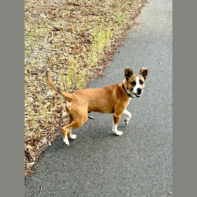 Photo of Baxter Biggles