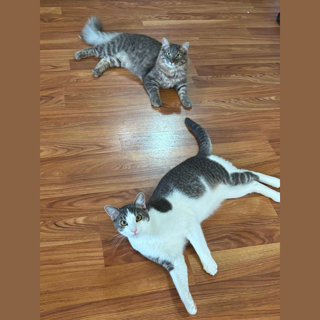 Photo of Joey And Munch 