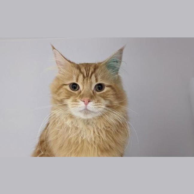 Photo of Oliver