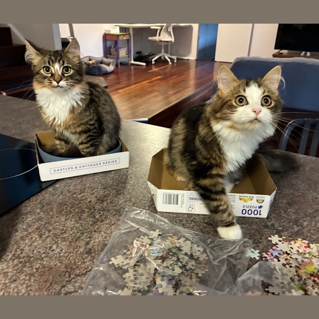 Photo of Sherlock & Sassy Pants   6 Month Old Dmh