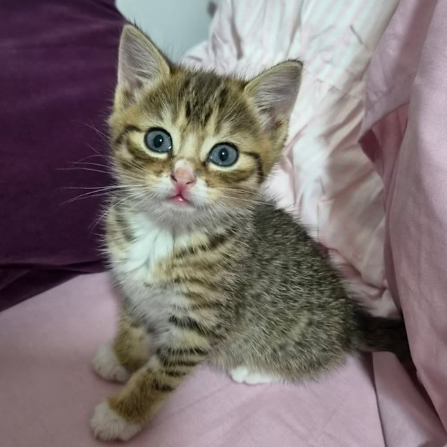 Photo of Triggy