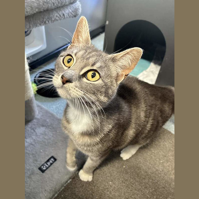 Photo of Silver
