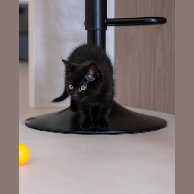Photo of Midnight