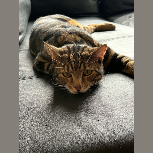 Photo of Simba   Assisted Rehome