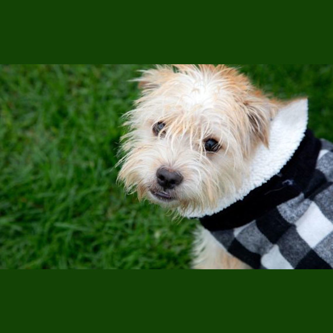 Photo of Romeo