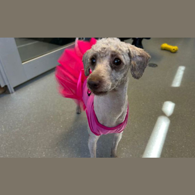 Photo of Peach