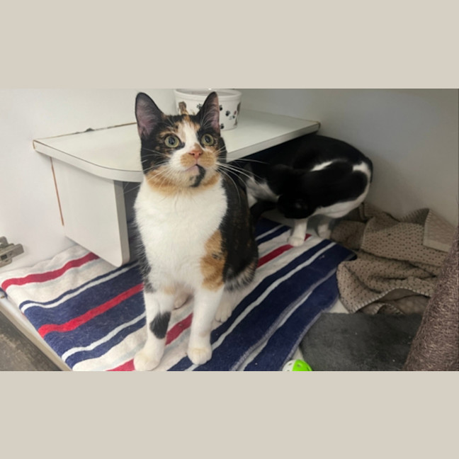 Photo of Rosie
