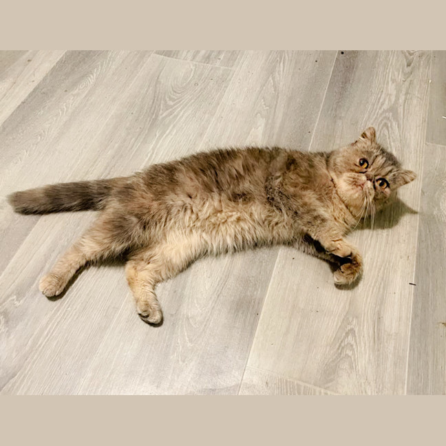 Photo of 🌺Sakura🌺