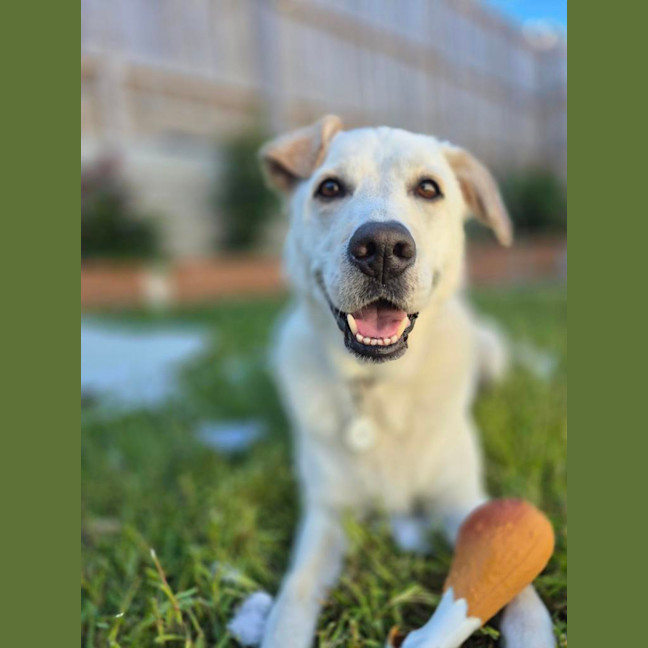 Photo of Shadow