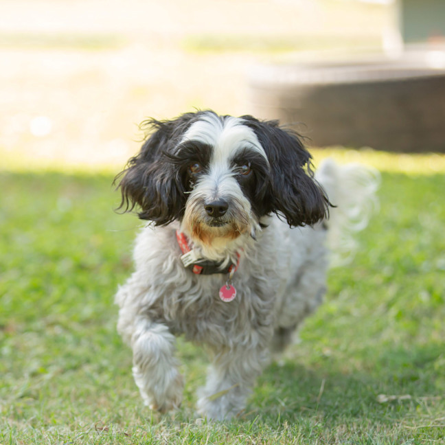 Photo of Ruby