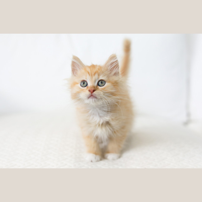 Photo of Fawkes