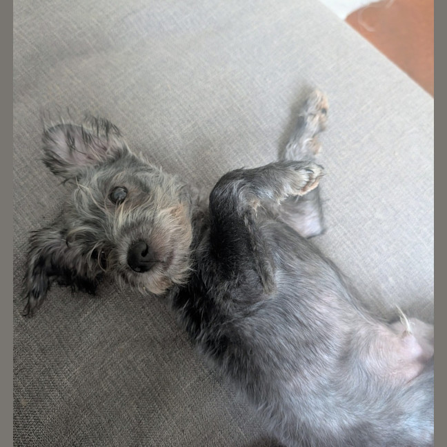 Photo of D1241 Licorice