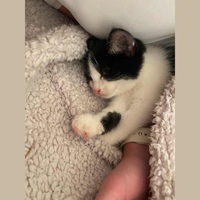 Photo of Oreo