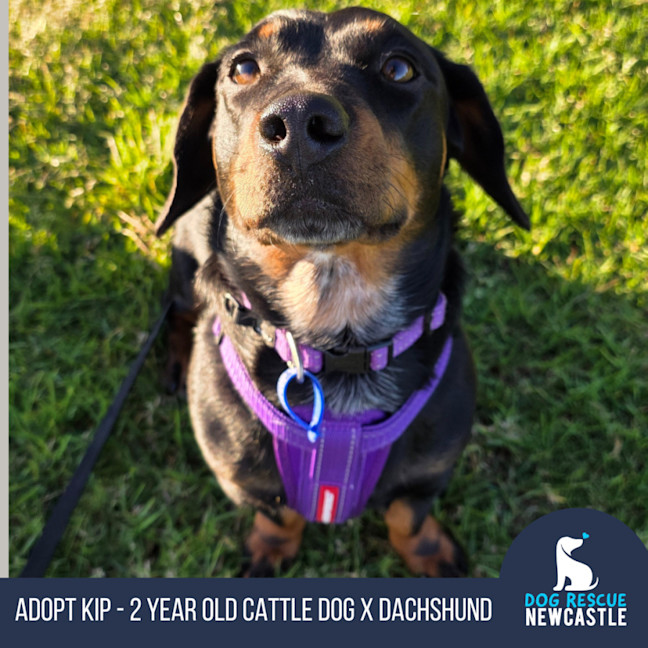 Photo of Kip   2 Year Old Cattle Dog X Dachshund