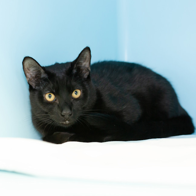 Photo of Cooper