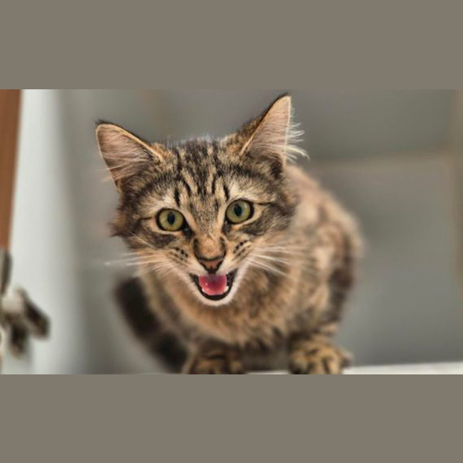 Photo of Smooch