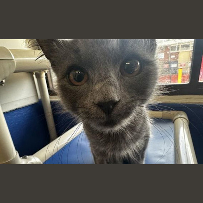 Photo of Delilah 