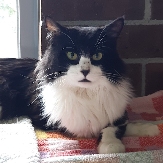 Photo of Zorro