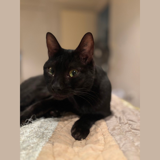 Photo of Mystique (Missy)