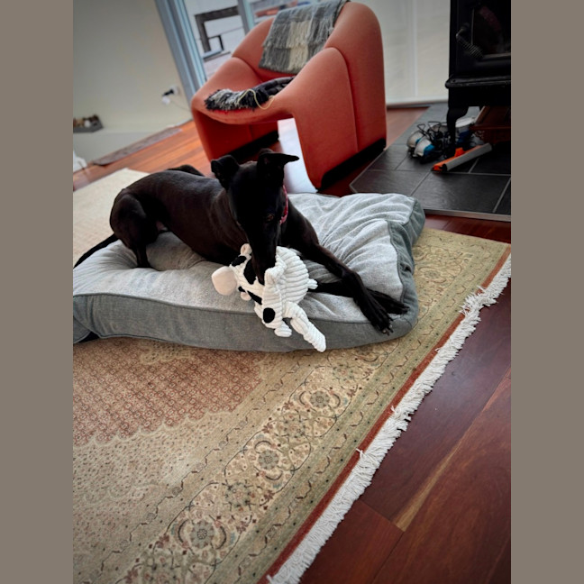 Photo of Misty, The Greyhound