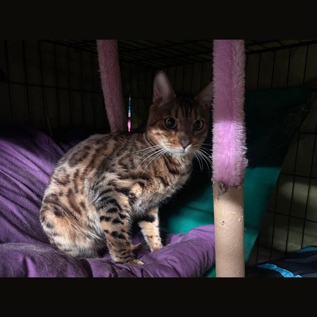 Photo of Raja