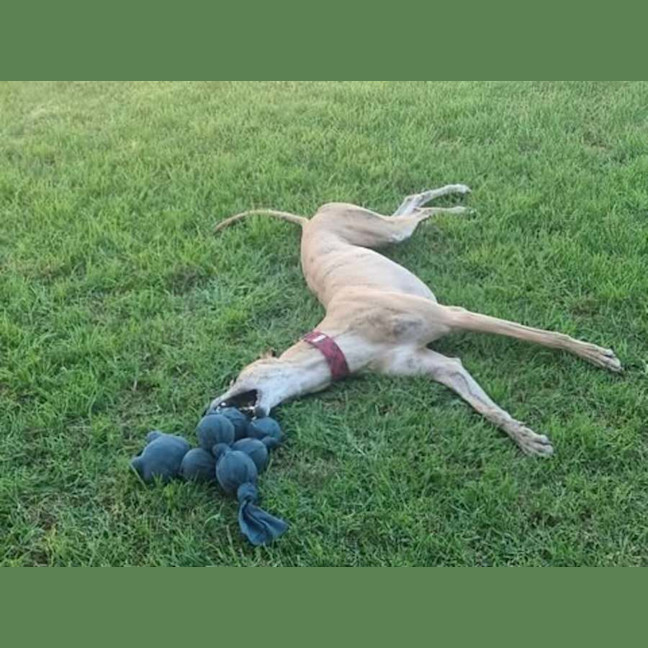 Photo of Spud, The Greyhound