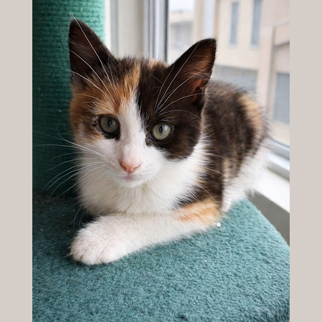 Photo of Gingerbread