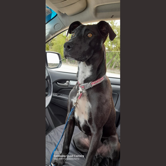 Photo of Sadie