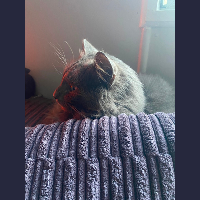 Photo of Morris 💙