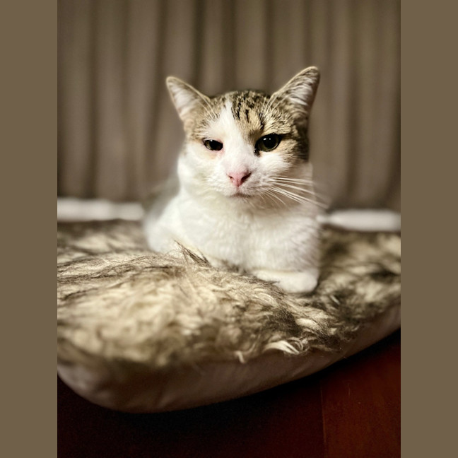 Photo of Brett **2nd Chance Cat Rescue**