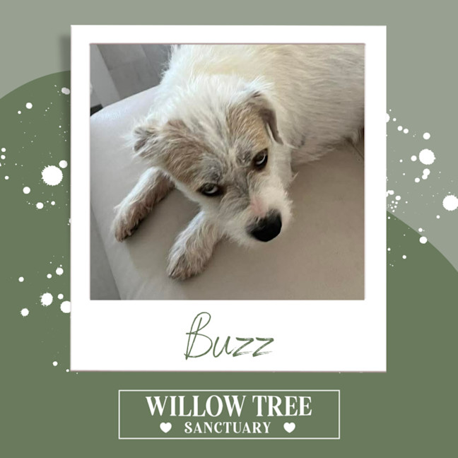 Photo of Buzz