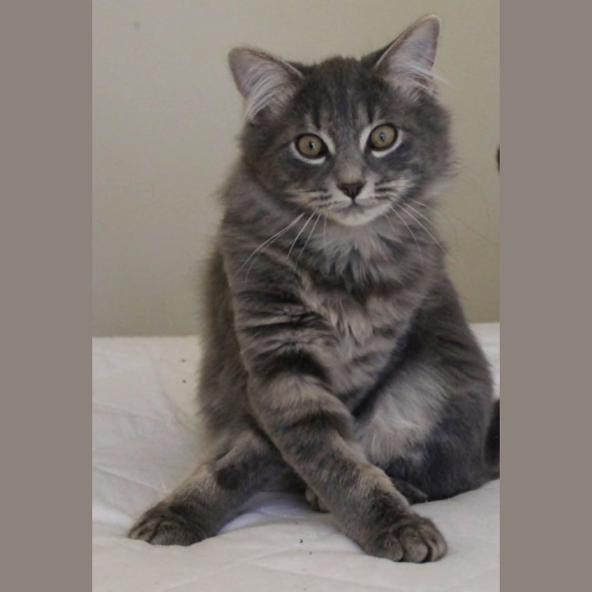 Photo of Comet