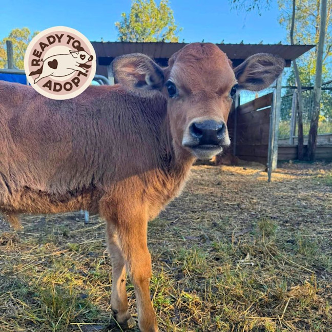 Photo of Willow, Xyris, And Zephyr