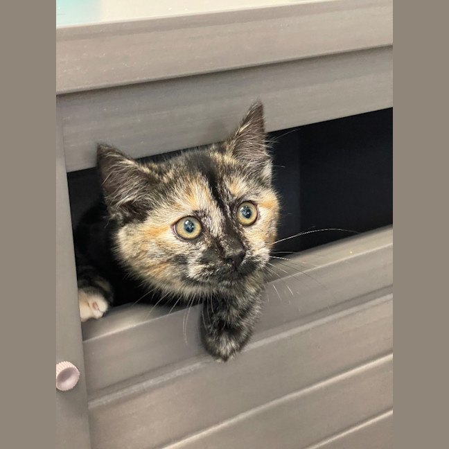 Photo of Sakura   Burnie