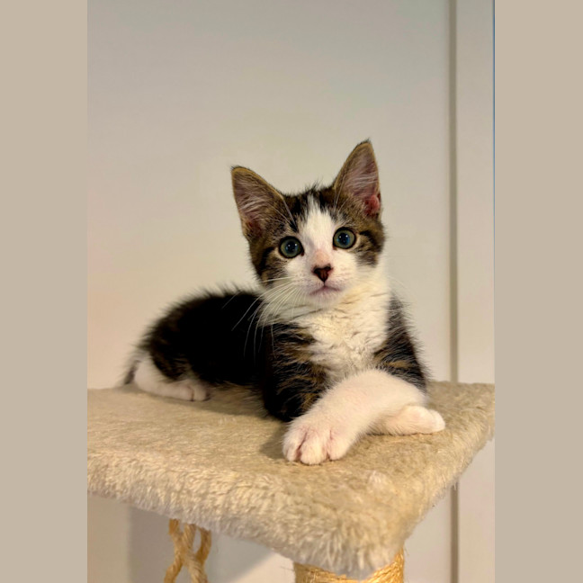 Photo of Bosco