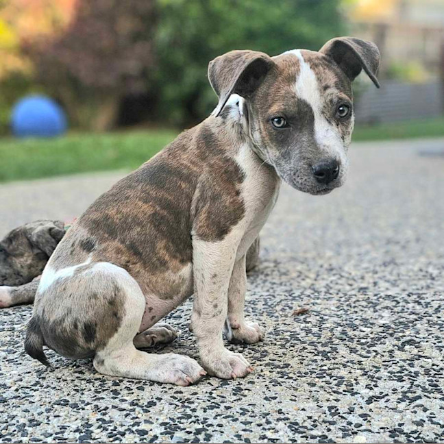 Photo of Shadeau