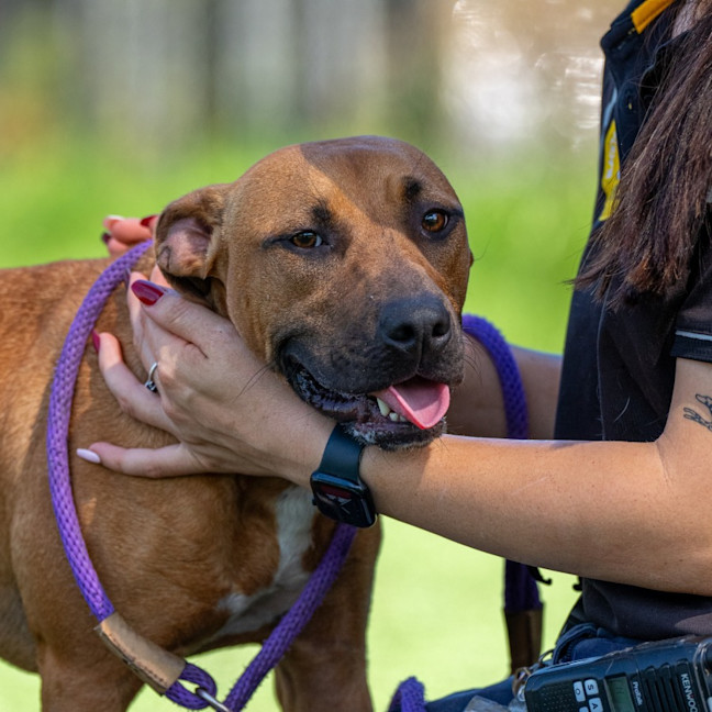 Photo of Cinnamon Imp 2558