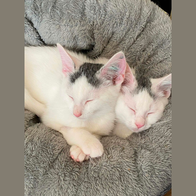 Photo of Eddie *9 Lives Project Rescue*