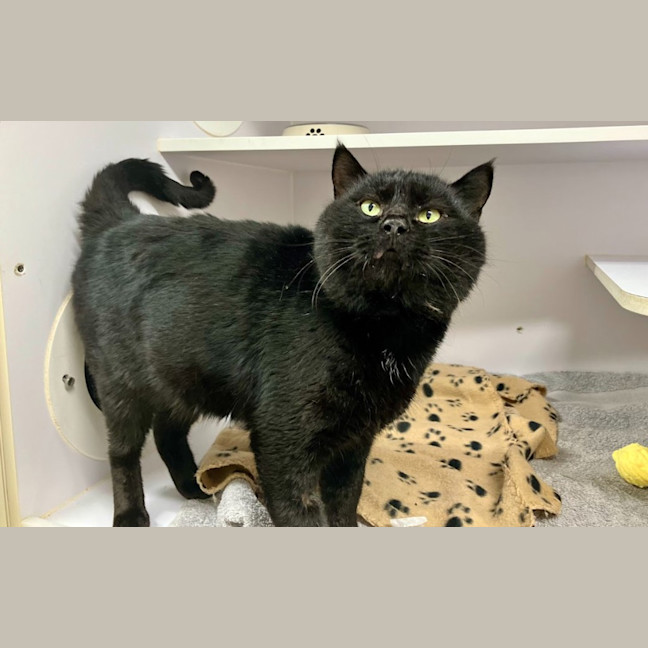 Photo of Toothless