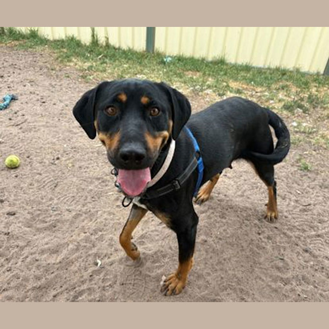 Photo of Honeysuckle