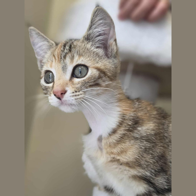 Photo of Toffee   In Foster Care In Healsville