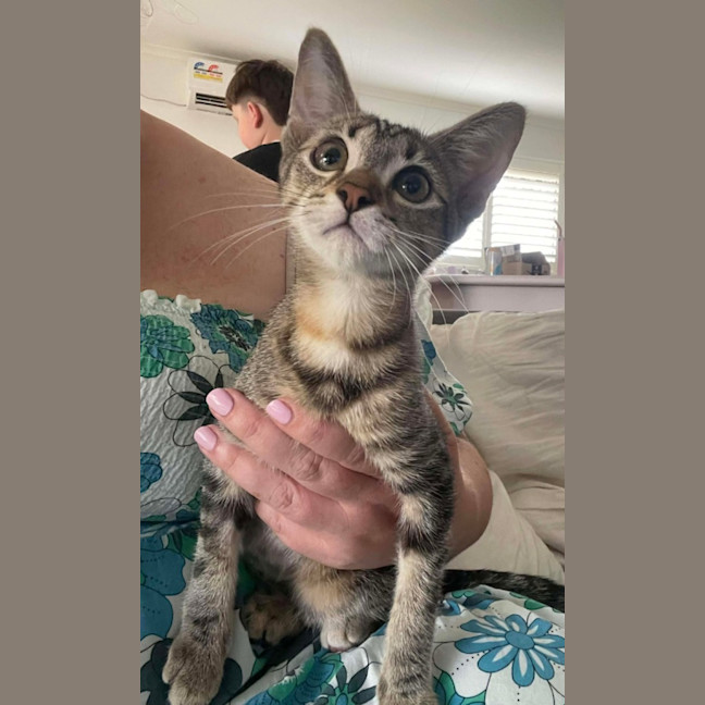 Photo of Marigold