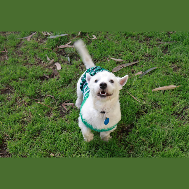 Photo of Winston
