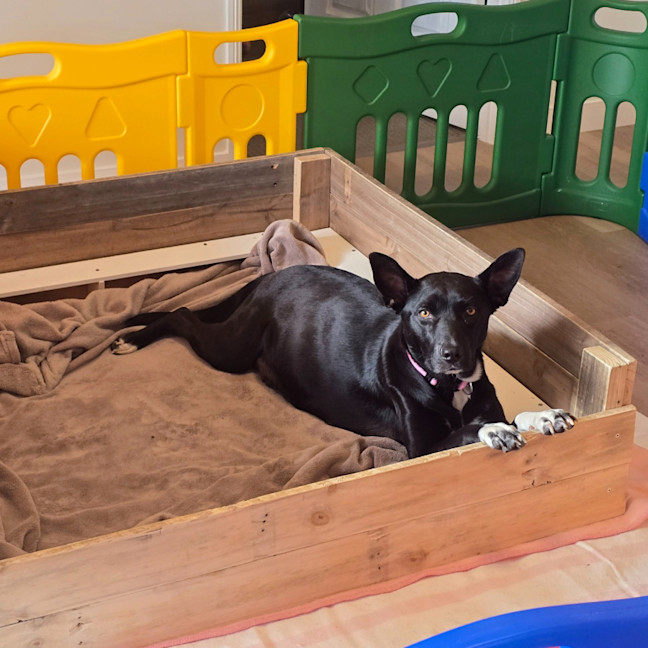 Photo of Stella