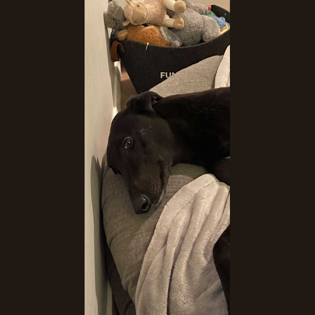 Photo of Sally, The Greyhound