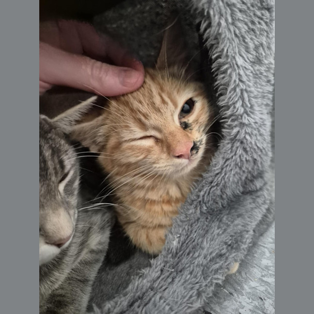 Photo of Captain! 🏴‍☠️ 