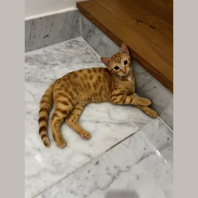 Photo of Jalapeno
