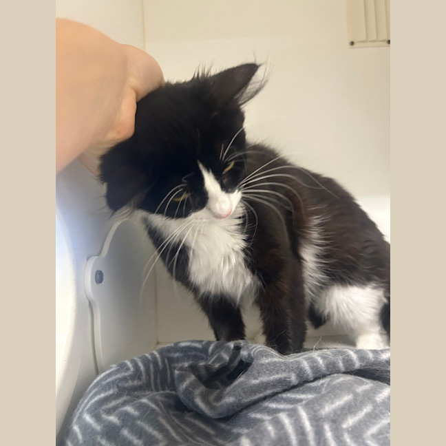 Photo of Mittenz