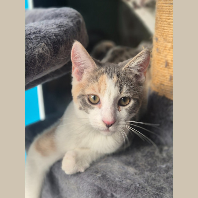 Photo of Cassidy / Cooper